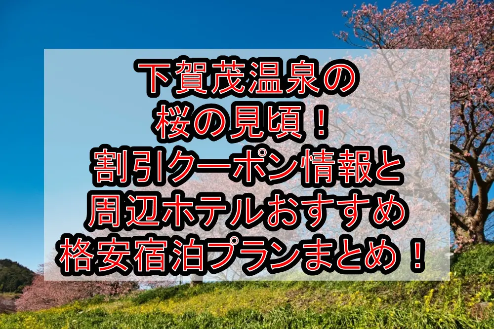 下賀茂温泉の桜の見頃2023！割引クーポン情報と周辺ホテルおすすめ格安宿泊プランまとめ！