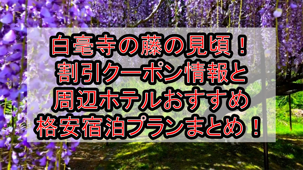 白毫寺の藤の見頃2023！割引クーポン情報と周辺ホテルおすすめ格安宿泊プランまとめ！