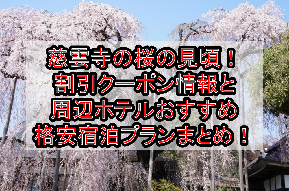 慈雲寺の桜の見頃2024!割引クーポン情報と周辺ホテルおすすめ格安宿泊プランまとめ!