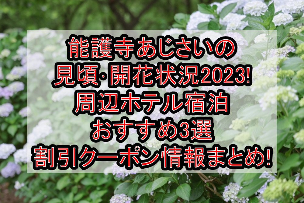能護寺あじさいの見頃・開花状況2023!周辺ホテル宿泊おすすめ3選&割引クーポン情報まとめ!