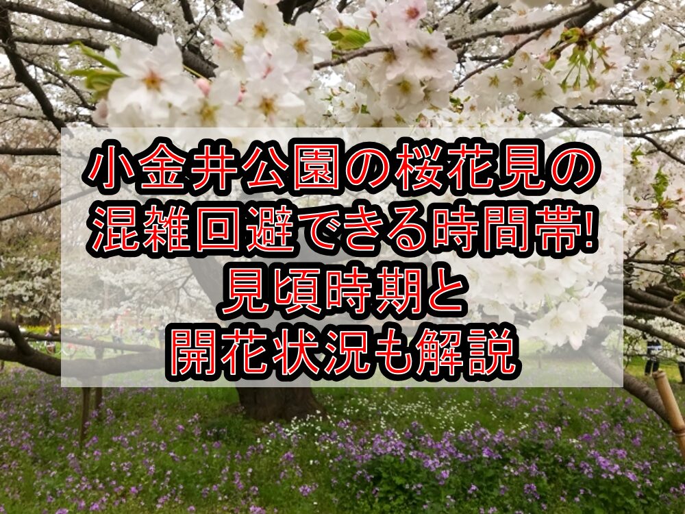 小金井公園の桜花見2024の混雑回避できる時間帯!見頃時期と開花状況も解説