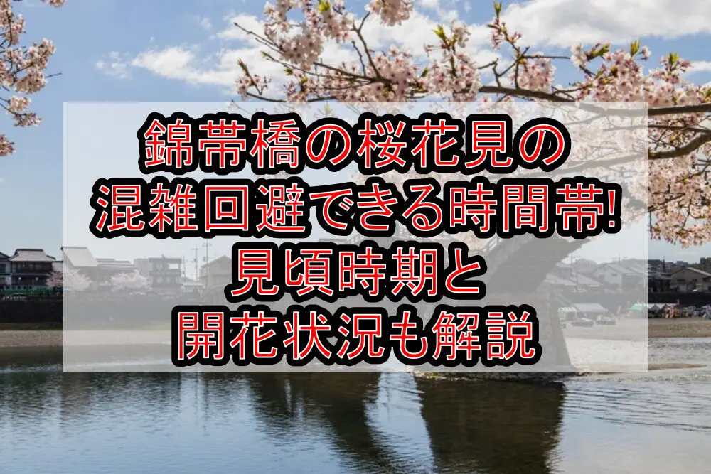錦帯橋の桜花見2024の混雑回避できる時間帯!見頃時期と開花状況も解説