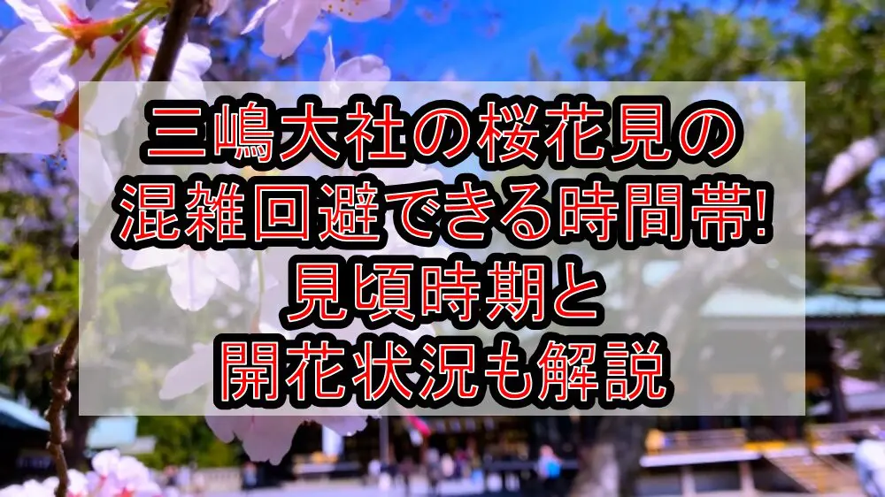 三嶋大社の桜花見2024の混雑回避できる時間帯!見頃時期と開花状況も解説