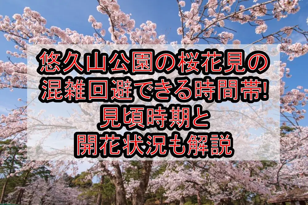 悠久山公園の桜花見2024の混雑回避できる時間帯!見頃時期と開花状況も解説