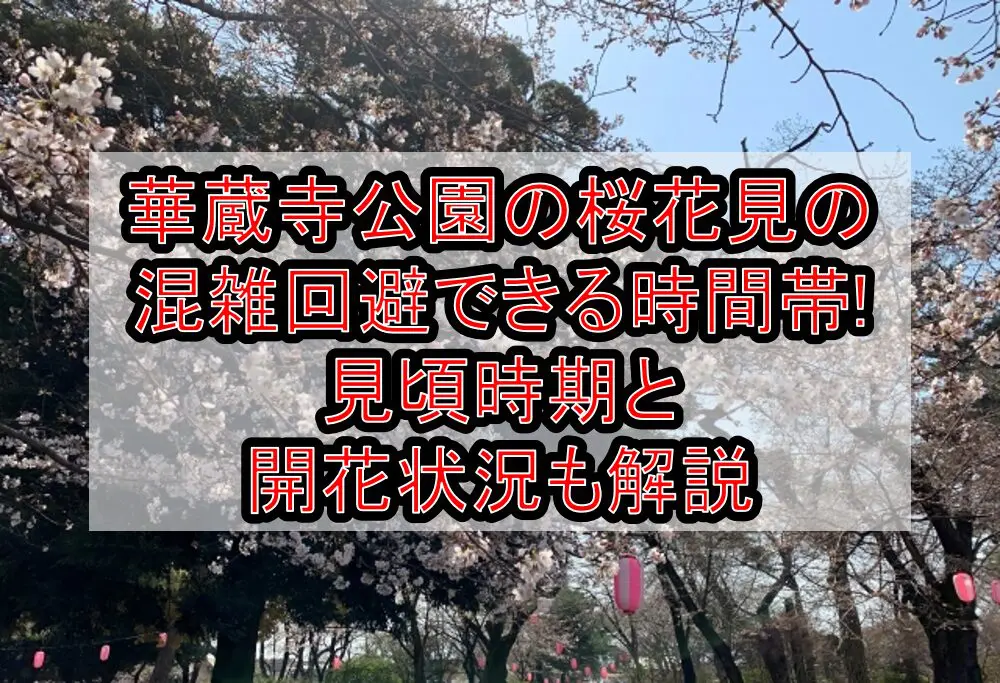 華蔵寺公園の桜花見2024の混雑回避できる時間帯!見頃時期と開花状況も解説