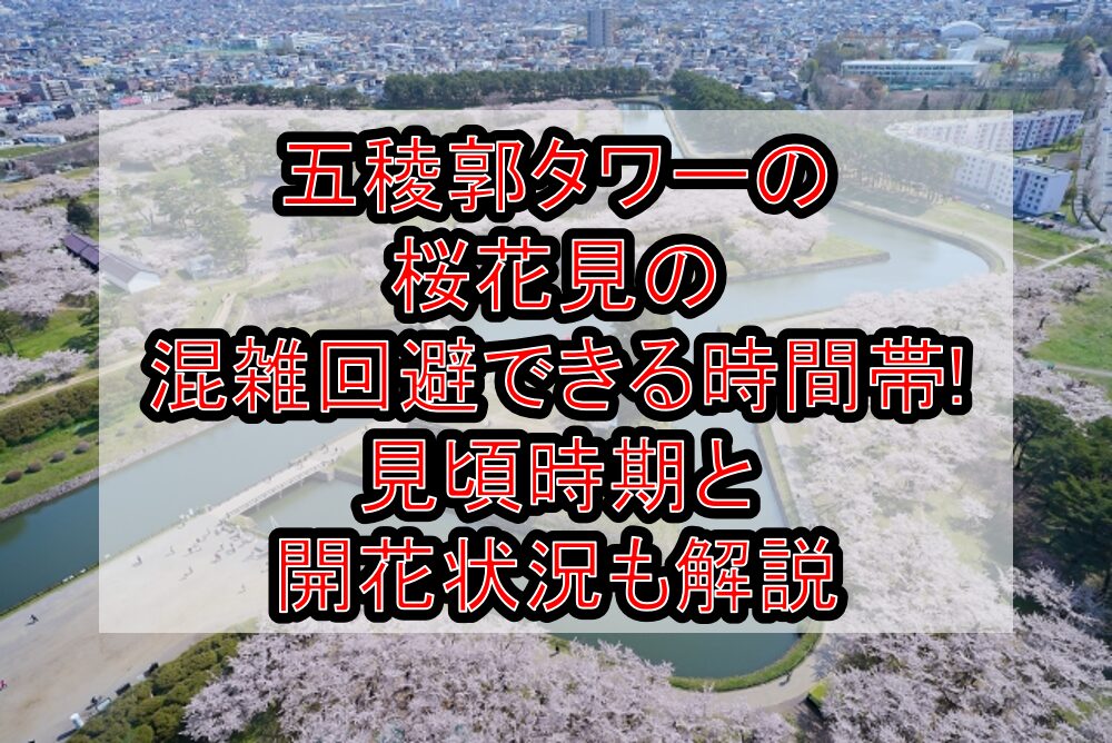 五稜郭タワーの桜花見2025の混雑回避できる時間帯!見頃時期と開花状況も解説