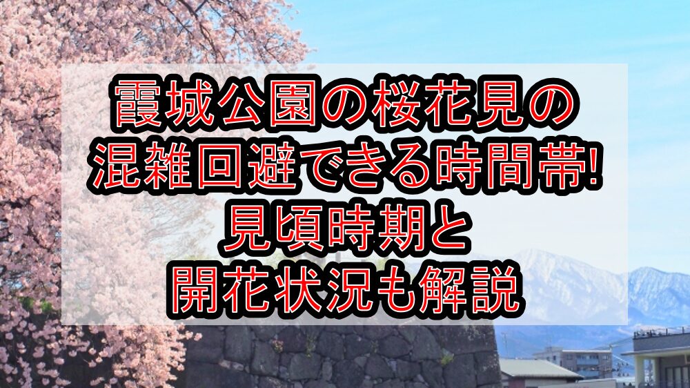 霞城公園の桜花見2024の混雑回避できる時間帯!見頃時期と開花状況も解説
