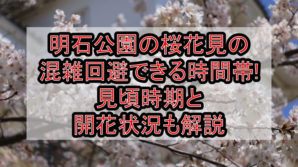 明石公園の桜花見2024の混雑回避できる時間帯!見頃時期と開花状況も解説