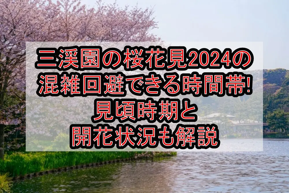 三渓園の桜花見2024の混雑回避できる時間帯!見頃時期と開花状況も解説