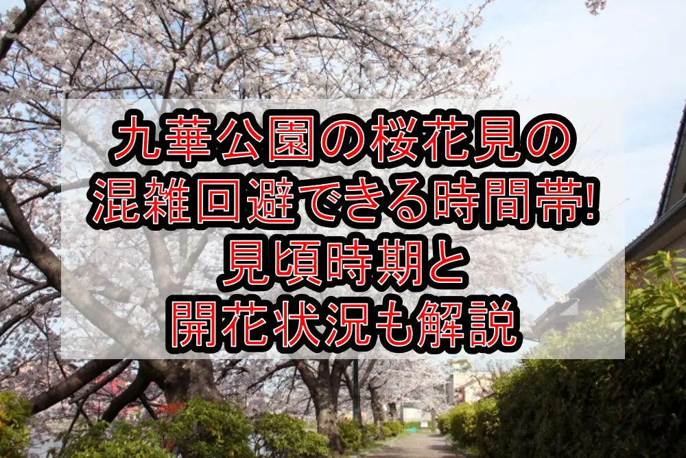 九華公園の桜花見2024の混雑回避できる時間帯!見頃時期と開花状況も解説
