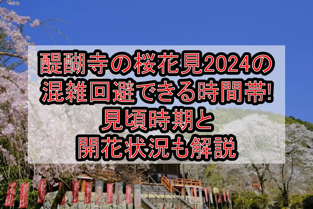 醍醐寺の桜花見2024の混雑回避できる時間帯!見頃時期と開花状況も解説