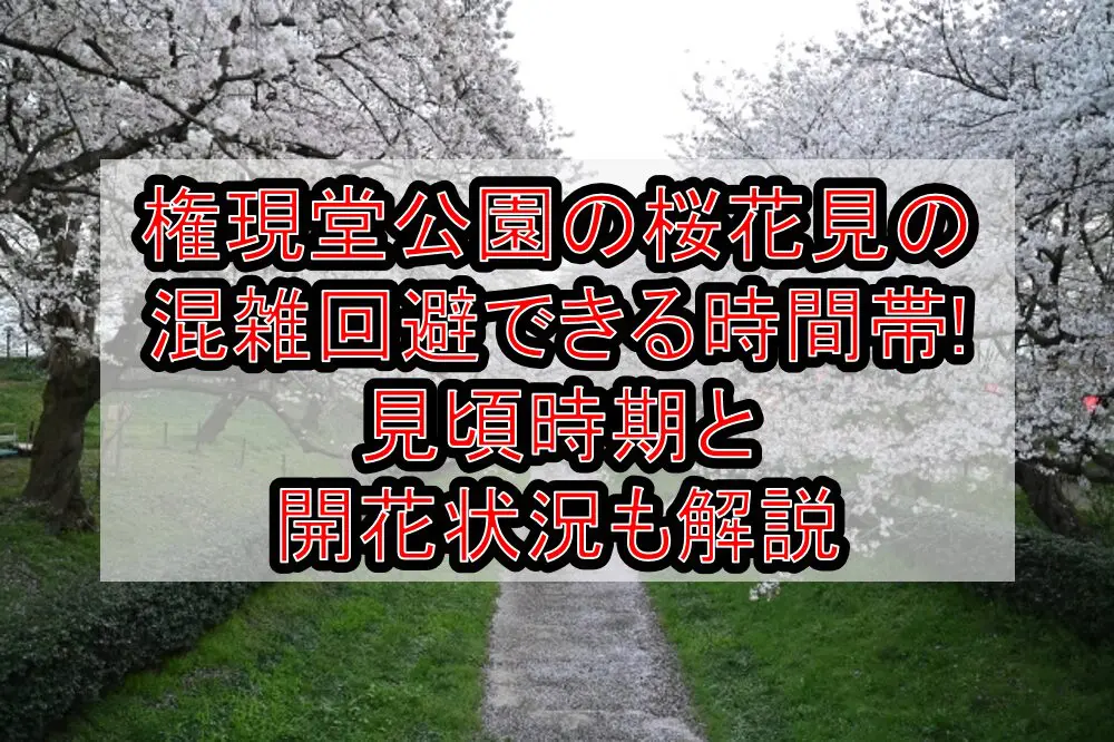 権現堂公園の桜花見2024の混雑回避できる時間帯!見頃時期と開花状況も解説