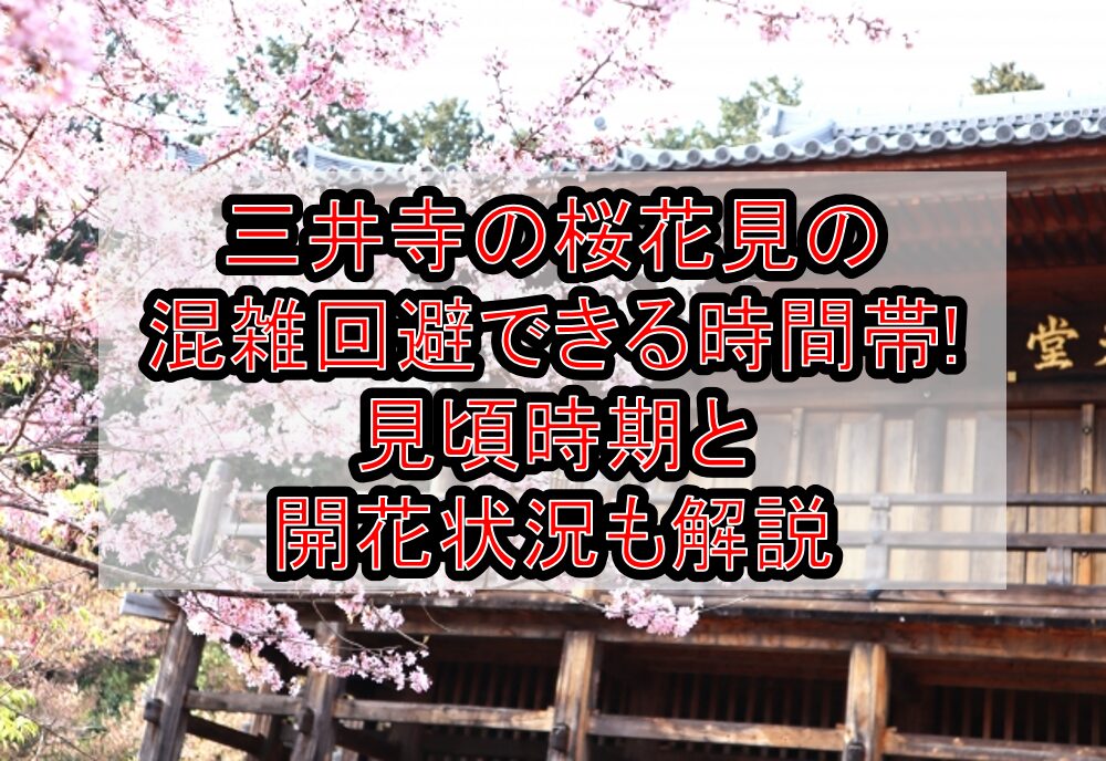 三井寺の桜花見2025の混雑回避できる時間帯!見頃時期と開花状況も解説