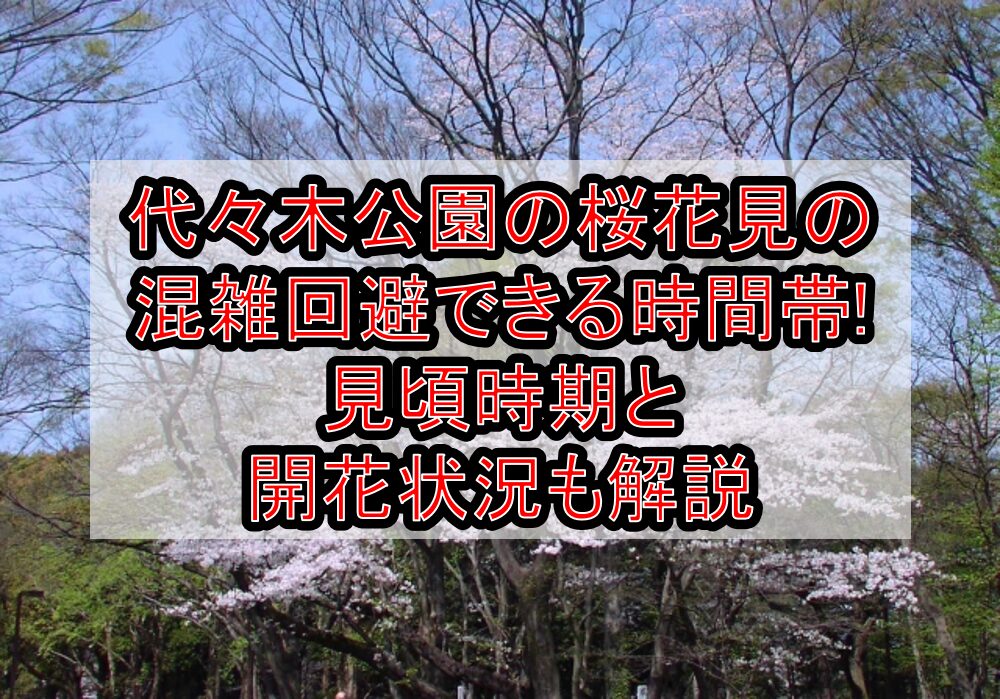 代々木公園の桜花見2025の混雑回避できる時間帯!見頃時期と開花状況も解説