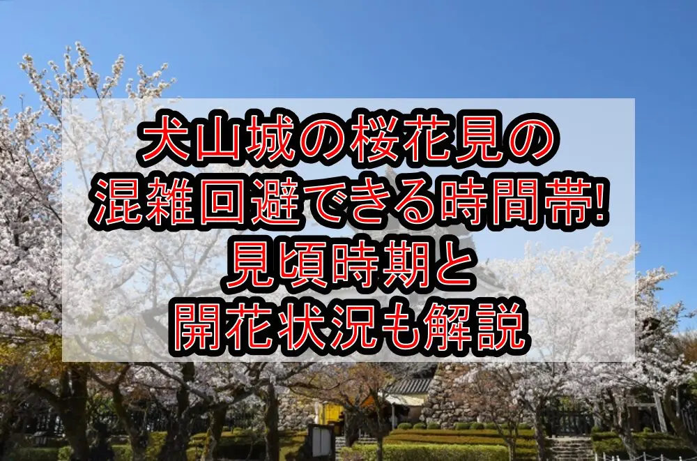 犬山城の桜花見2024の混雑回避できる時間帯!見頃時期と開花状況も解説