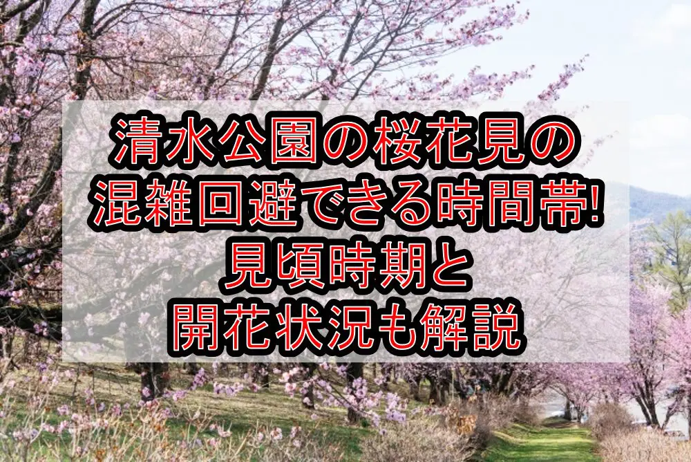 清水公園の桜花見2024の混雑回避できる時間帯!見頃時期と開花状況も解説