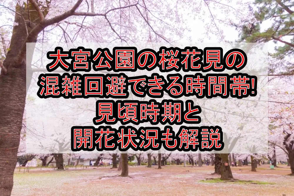 大宮公園の桜花見2024の混雑回避できる時間帯!見頃時期と開花状況も解説