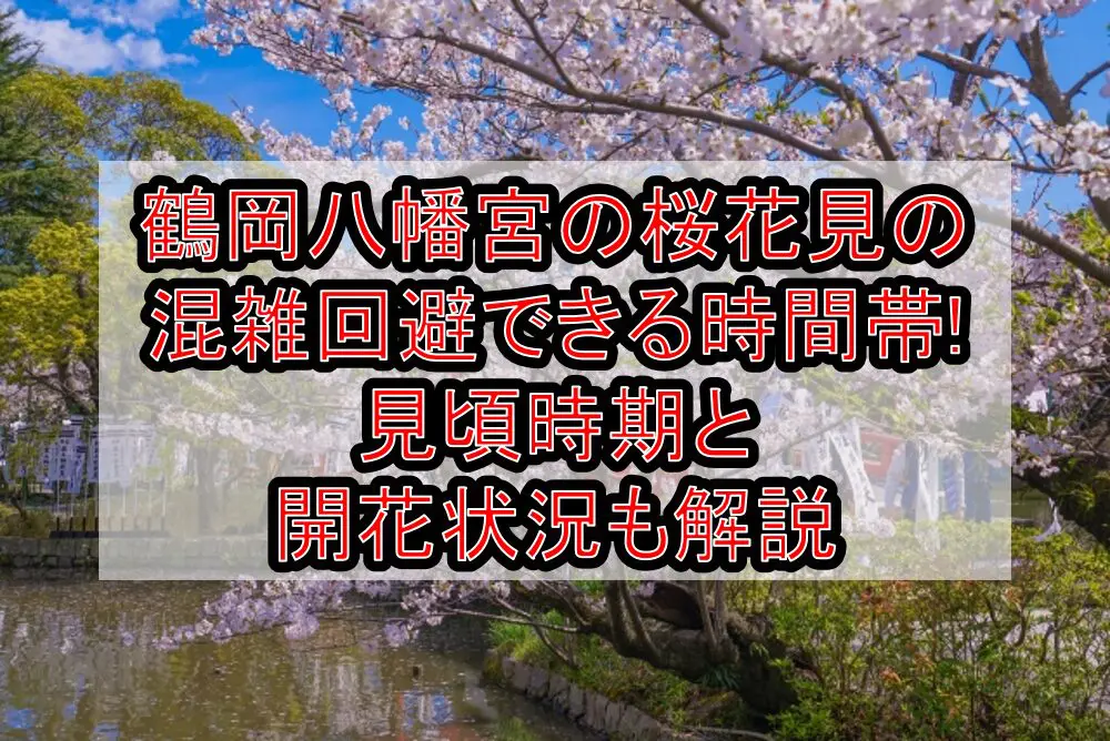 鶴岡八幡宮の桜花見2024の混雑回避できる時間帯!見頃時期と開花状況も解説