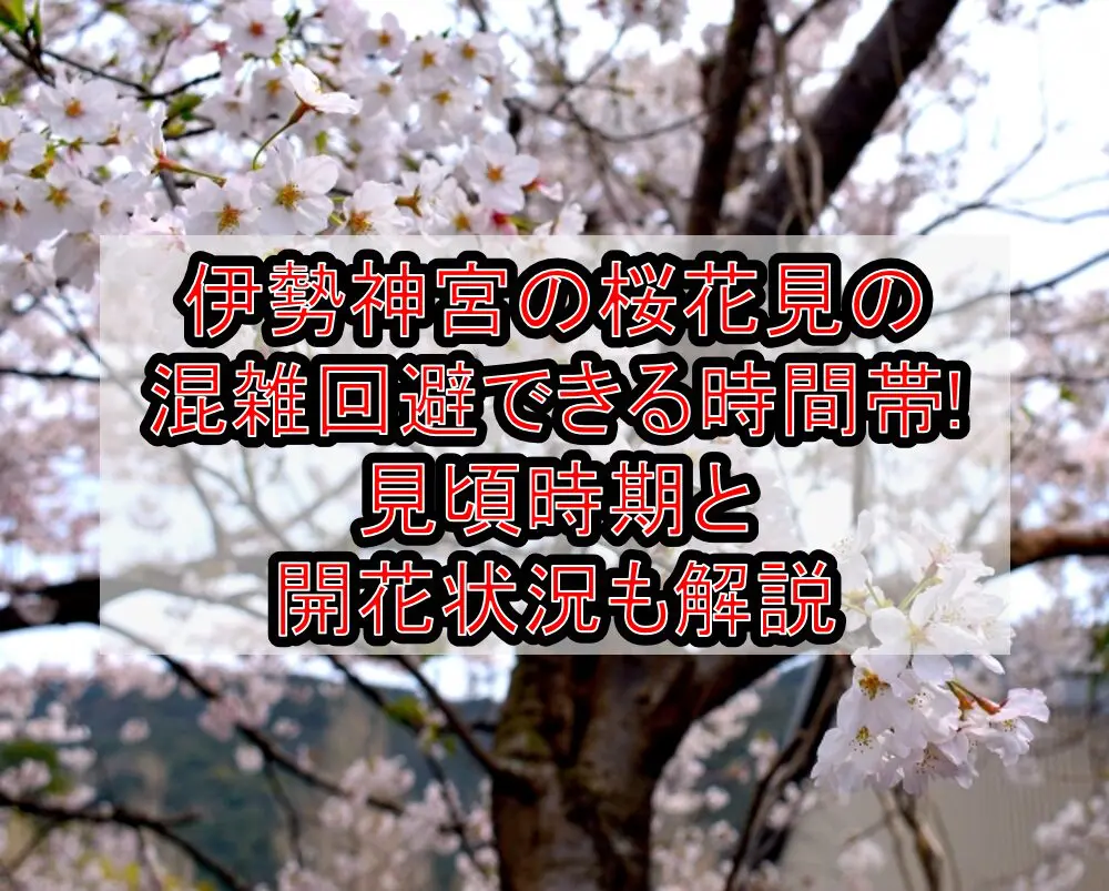 伊勢神宮の桜花見2024の混雑回避できる時間帯!見頃時期と開花状況も解説