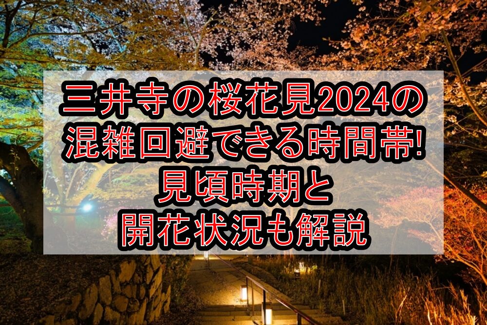 三井寺の桜花見2024の混雑回避できる時間帯!見頃時期と開花状況も解説