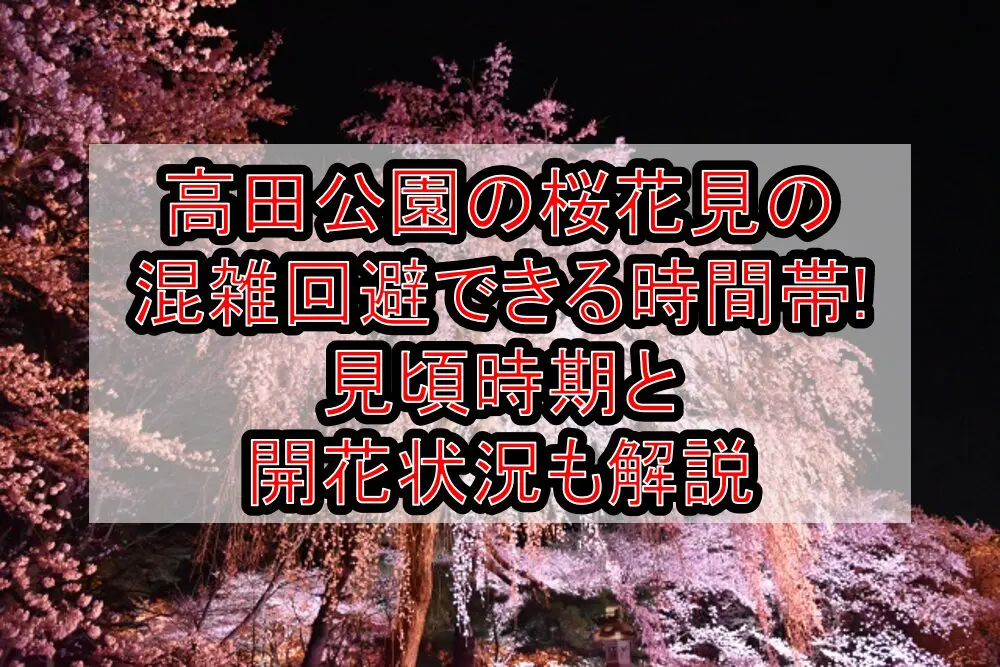 高田公園の桜花見2024の混雑回避できる時間帯!見頃時期と開花状況も解説