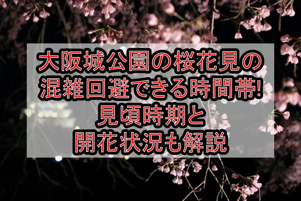 大阪城公園の桜花見2024の混雑回避できる時間帯!見頃時期と開花状況も解説