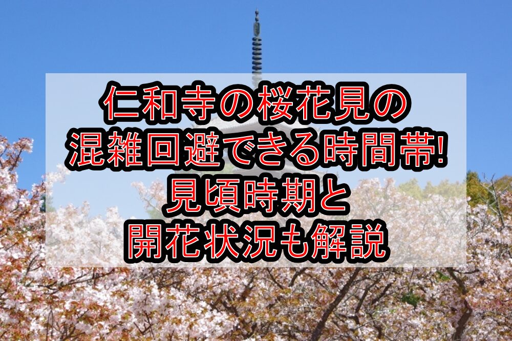 仁和寺の桜花見2025の混雑回避できる時間帯!見頃時期と開花状況も解説