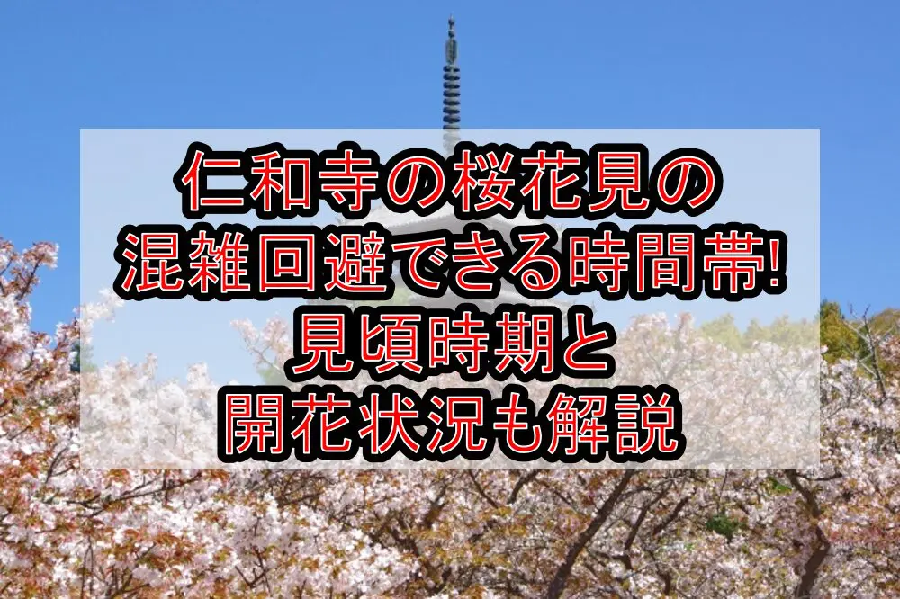 仁和寺の桜花見2024の混雑回避できる時間帯!見頃時期と開花状況も解説