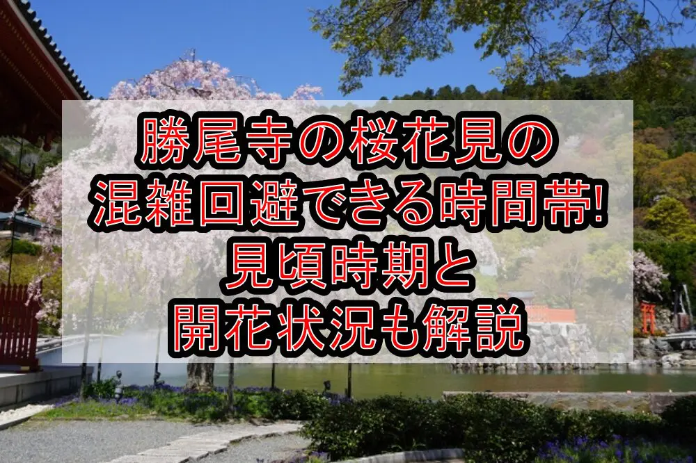 勝尾寺の桜花見2024の混雑回避できる時間帯!見頃時期と開花状況も解説