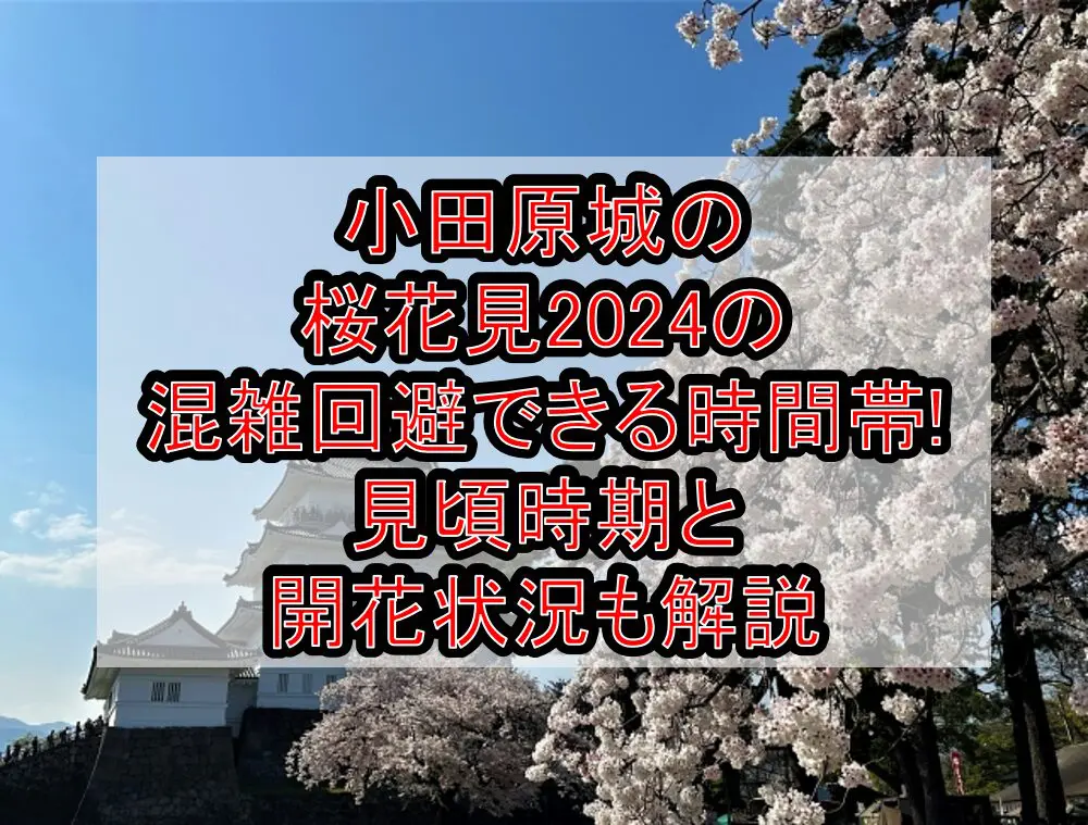 小田原城の桜花見2024の混雑回避できる時間帯!見頃時期と開花状況も解説