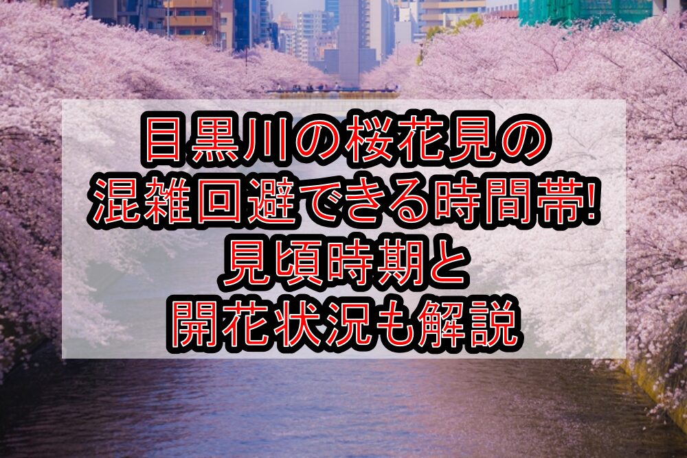 目黒川の桜花見2025の混雑回避できる時間帯!見頃時期と開花状況も解説