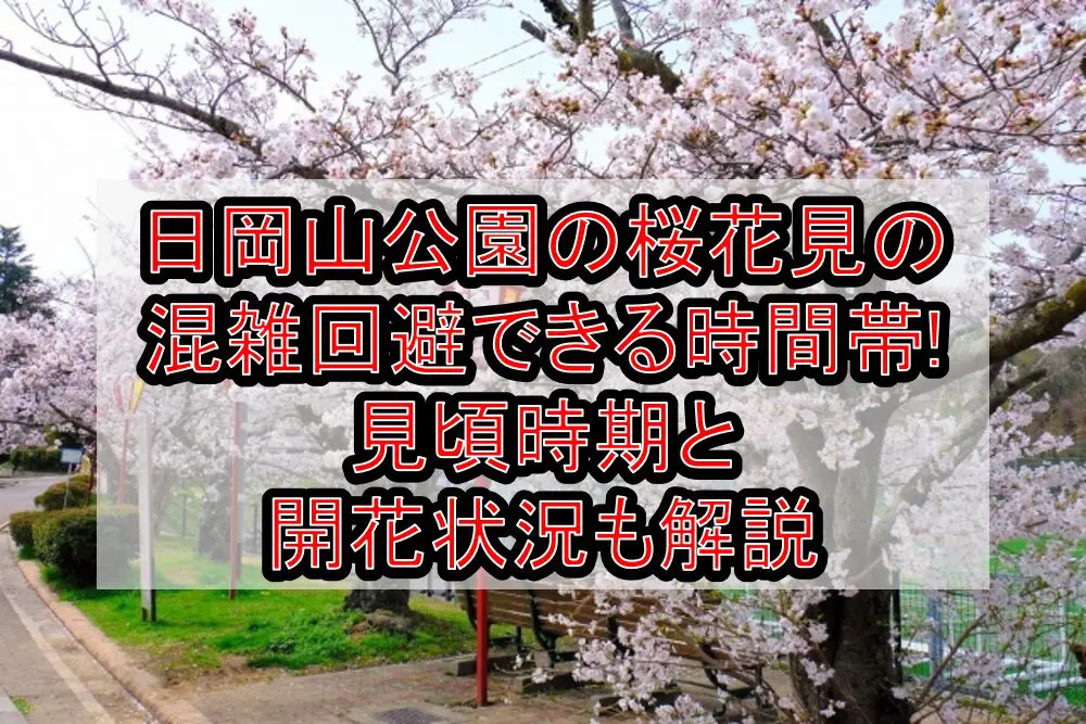 日岡山公園の桜花見2024の混雑回避できる時間帯!見頃時期と開花状況も解説