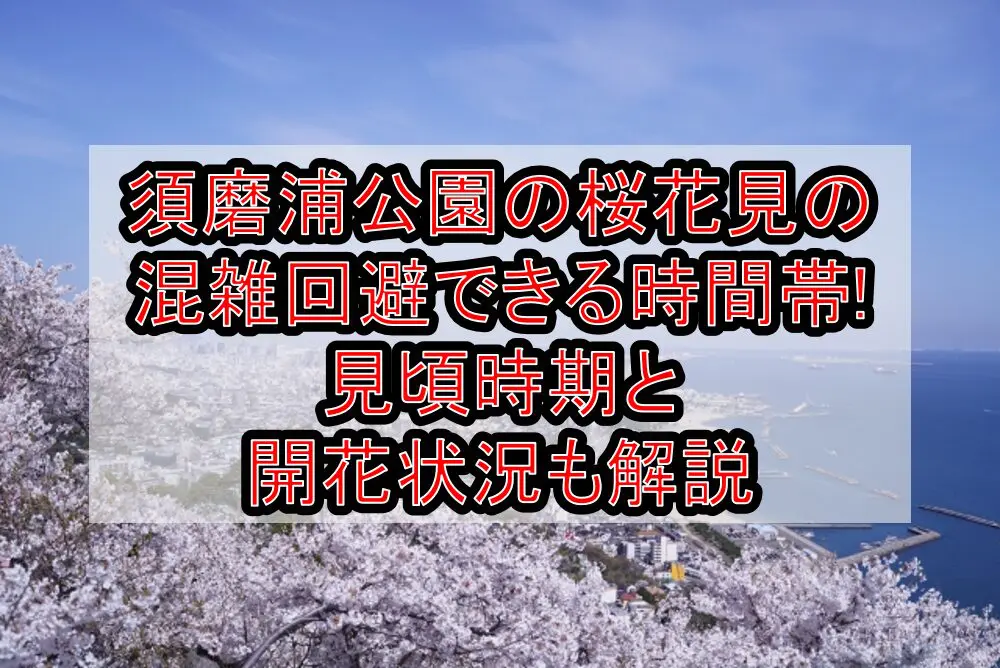 須磨浦公園の桜花見2024の混雑回避できる時間帯!見頃時期と開花状況も解説