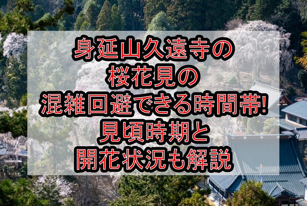 身延山久遠寺の桜花見2025の混雑回避できる時間帯!見頃時期と開花状況も解説