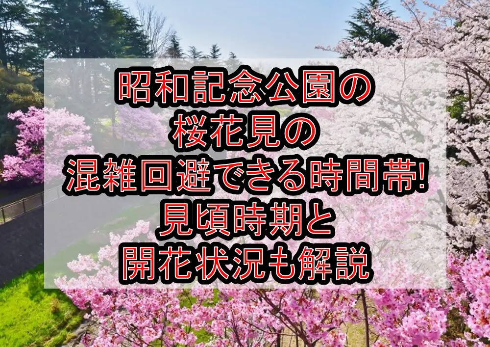 昭和記念公園の桜花見2024の混雑回避できる時間帯!見頃時期と開花状況も解説