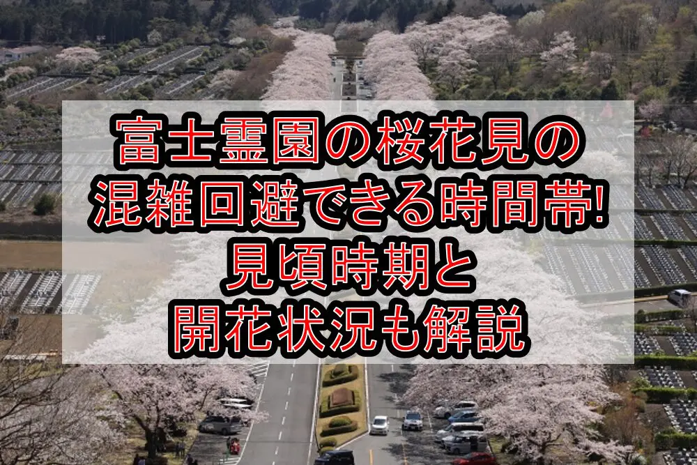 富士霊園の桜花見2024の混雑回避できる時間帯!見頃時期と開花状況も解説
