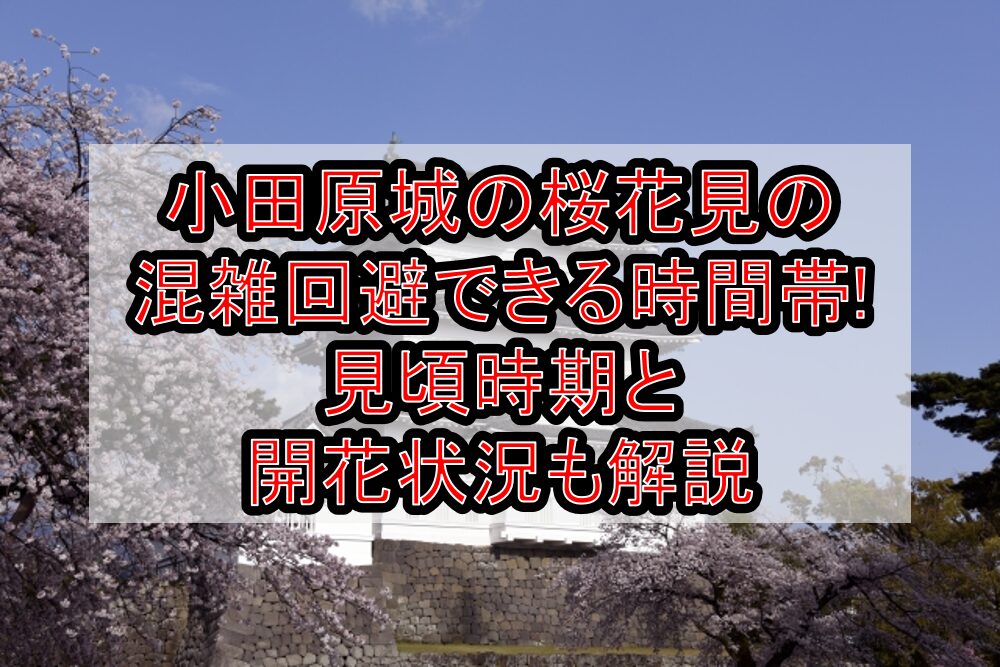 小田原城の桜花見2025の混雑回避できる時間帯!見頃時期と開花状況も解説